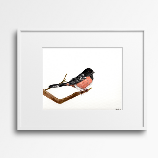 Spotted Towhee- Original Watercolor