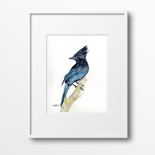 Steller's Jay on Branch