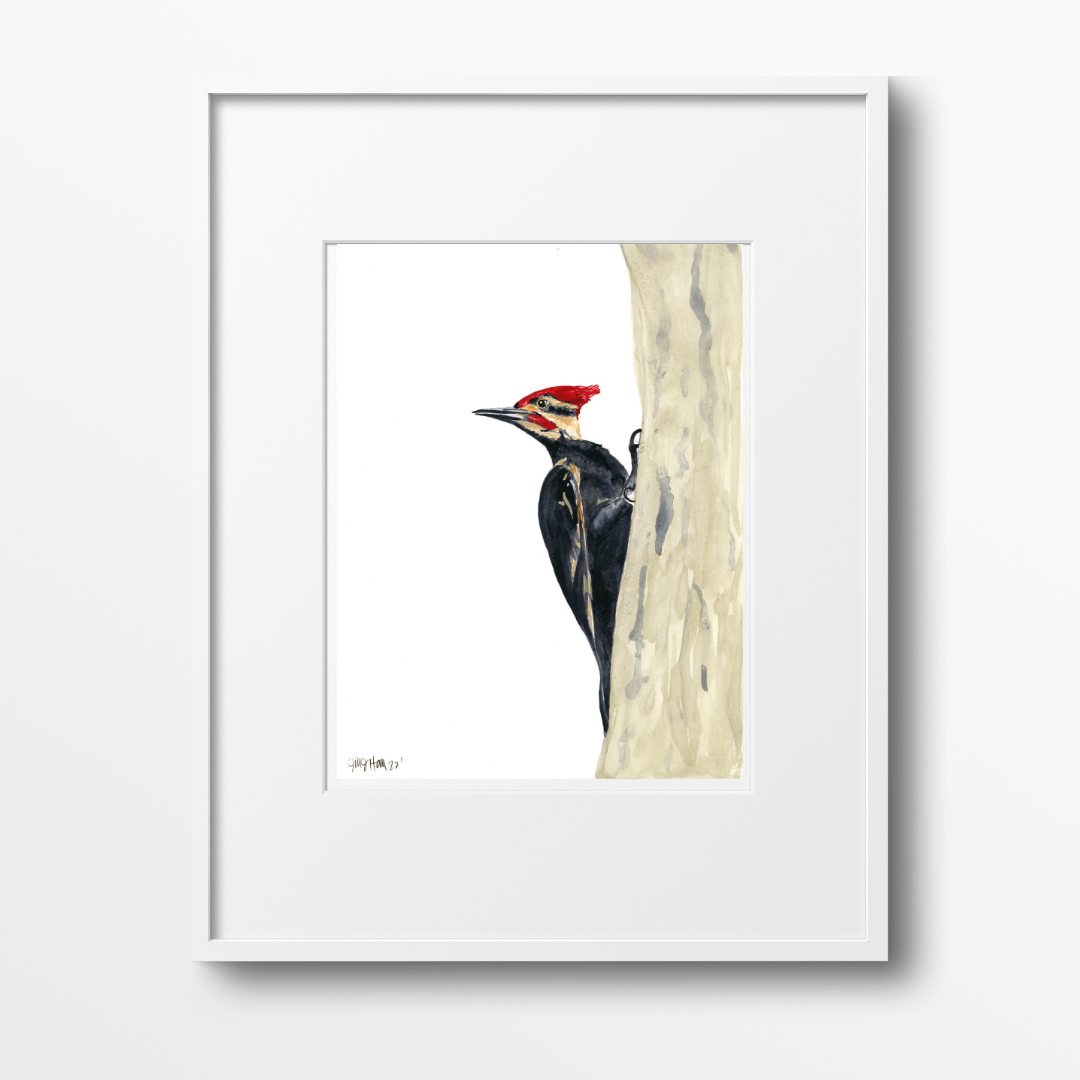 Pileated Woodpecker - Original Watercolor